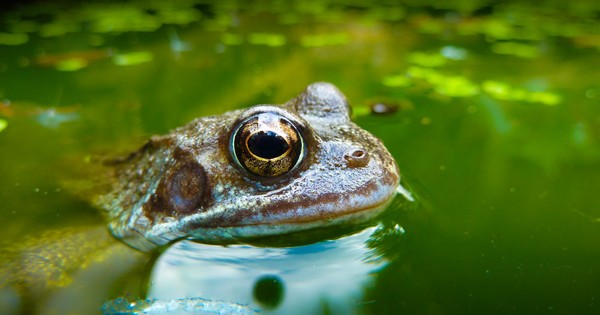 OCEAN GAMES's answer to What are some amazing things about frogs? - Quora