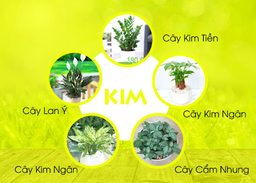 Bật mí top 20 cây để bàn theo mệnh phát tài phát lộc