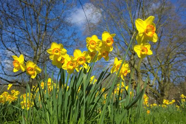 Ý nghĩa hoa thủy tiên vàng - quốc hoa xứ Wales