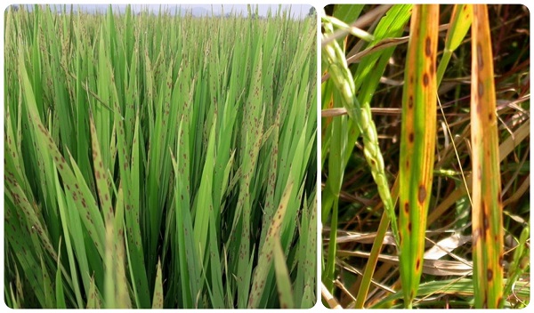 Các biện pháp phòng trị bệnh đốm nâu trên lúa bà con nên biết - Phân thuốc sinh học Nông Nghiệp - G2B
