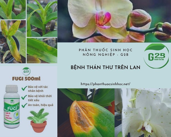 Bệnh thán thư trên lan là bệnh gì? Nguyên nhân và tác hại? - Phân thuốc sinh học Nông Nghiệp - G2B