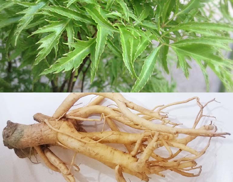 Uống rượu đinh lăng có tác dụng gì? Cách ngâm và sử dụng hiệu quả 