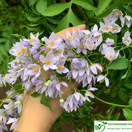 Cây tiêu nương - Cánh hoa hình ngồi sao màu tím nhạt, nhụy vàng