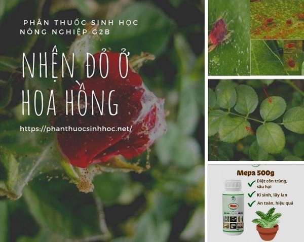 Nhện đỏ hoa hồng: Dấu hiệu và biện pháp phòng trị hiệu quả - Phân thuốc sinh học Nông Nghiệp - G2B