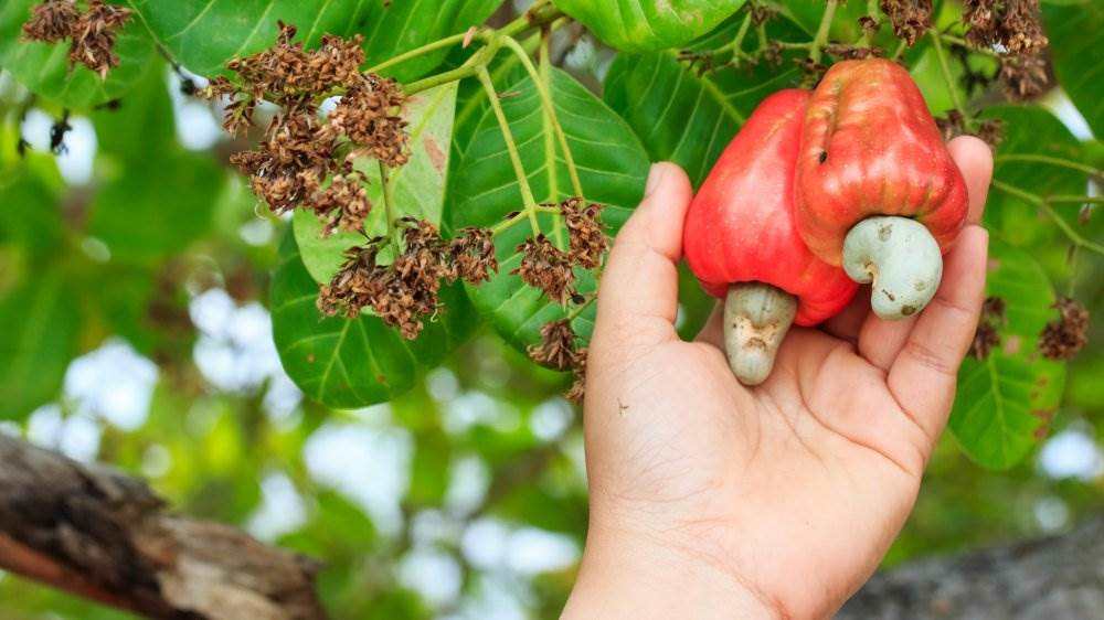 Why Are Cashew Nuts Kernel So Expensive? | Kimmy Farm