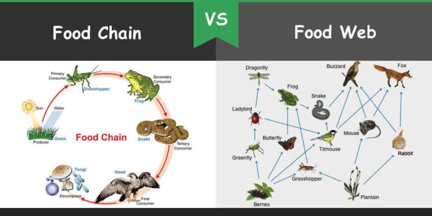 Difference between food chain and food web - Technology Updates