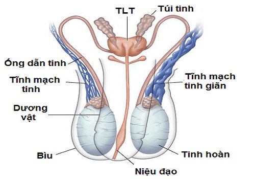 Giãn tĩnh mạch thừng tinh: nguyên nhân, dấu hiệu và cách chữa trị - Phòng Khám Đa Khoa An Giang