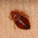Exit Bed Bugs Control Adelaide
