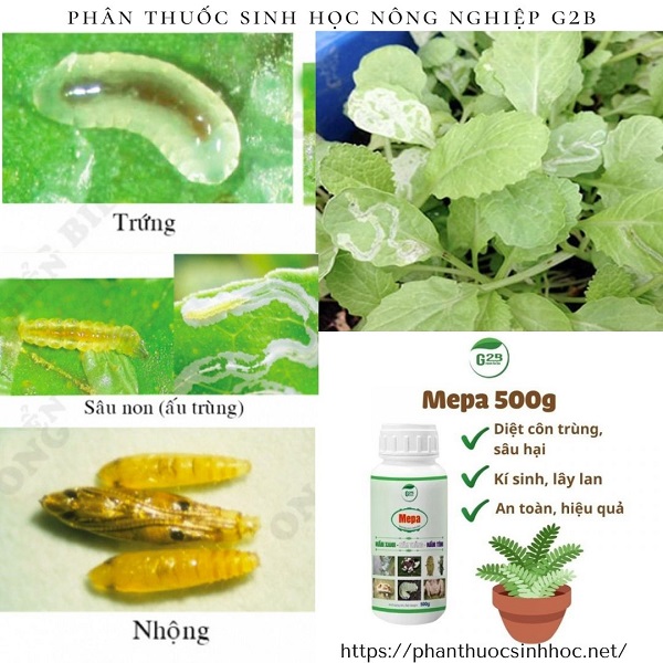 Đặc điểm hình thái của sâu vẽ bùa trên rau và biện pháp diệt trừ - Phân thuốc sinh học Nông Nghiệp - G2B