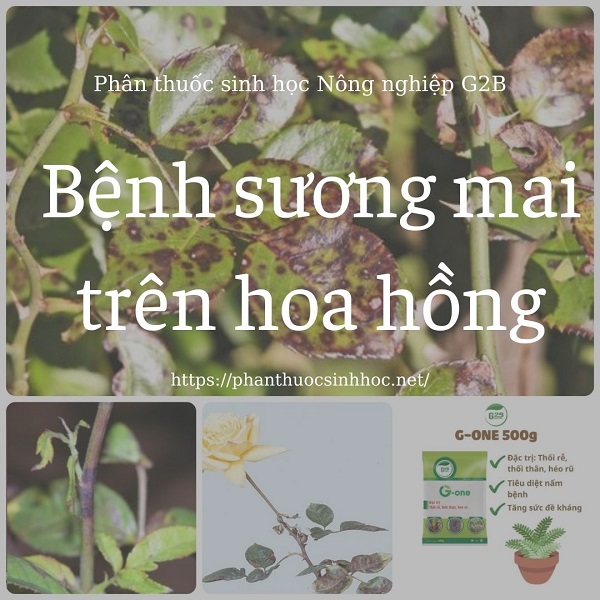 Dấu hiệu, triệu chứng và biện pháp phòng trị bệnh sương mai trên hoa hồng - Phân thuốc sinh học Nông Nghiệp - G2B
