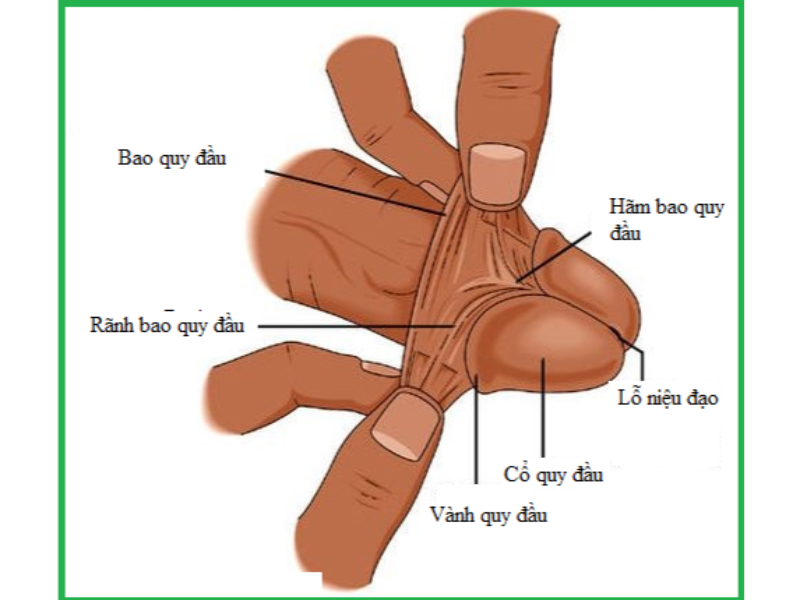 [ Giải Đáp ] – Tại Sao Phải Cắt Bao Quy Đầu? – Chào Bác Sĩ