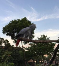 Adorable African Grey Parrots For Sale - Exotic Parrots For Sale