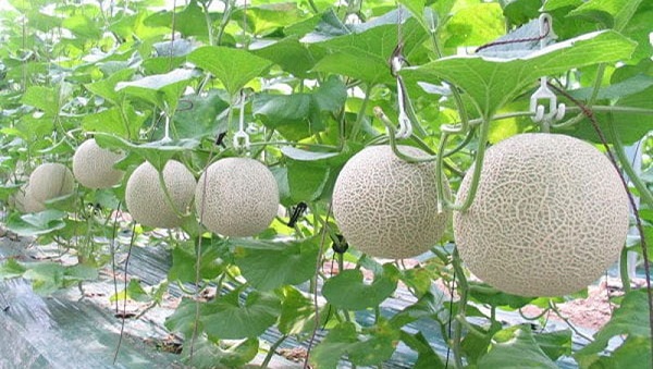 [Lưu ý] Kỹ thuật trồng dưa lưới trong nhà màng - Phân thuốc sinh học Nông Nghiệp - G2B