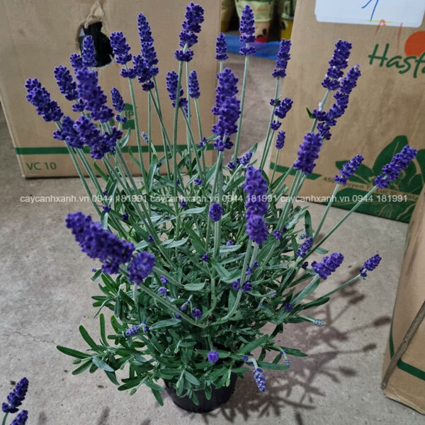 Hoa oải hương - Lavender Loài hoa cho màu tím thơm ngát