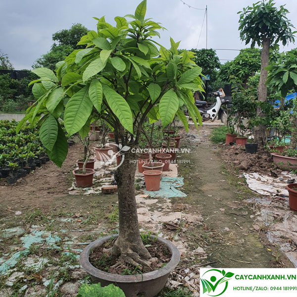 Cây lộc vừng – Loài cây có giá trị phong thủy, làm đẹp cảnh quan