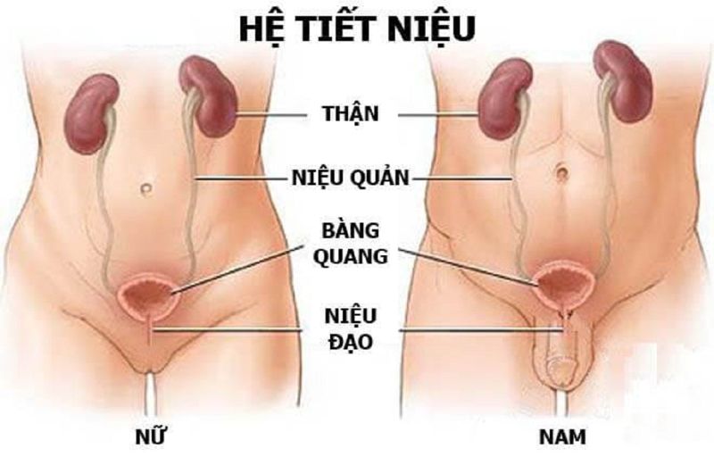 Viêm niệu đạo kiêng gì để nhanh phục hồi?