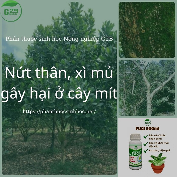 Cách trị bệnh nứt thân xì mủ trên cây mít và khắc phục sau bệnh - Phân thuốc sinh học Nông Nghiệp - G2B