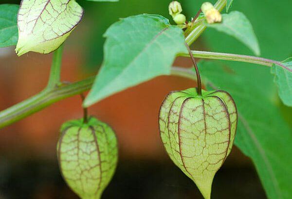 Cây tầm bóp là gì? Công dụng và các bài thuốc quý từ loài cây dại