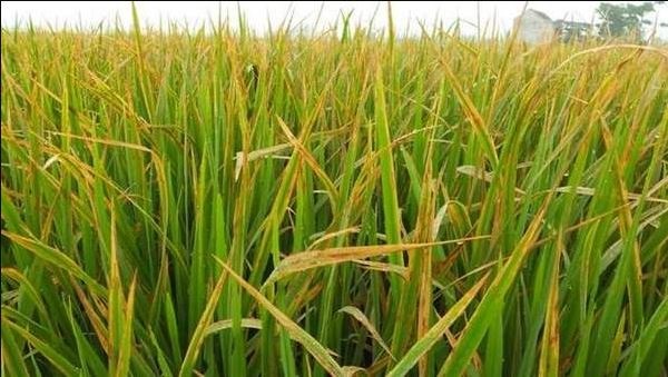Nguyên nhân gây bệnh vàng lá chín sớm ở cây lúa, triệu chứng và biện pháp khắc phục - Phân thuốc sinh học Nông Nghiệp - G2B