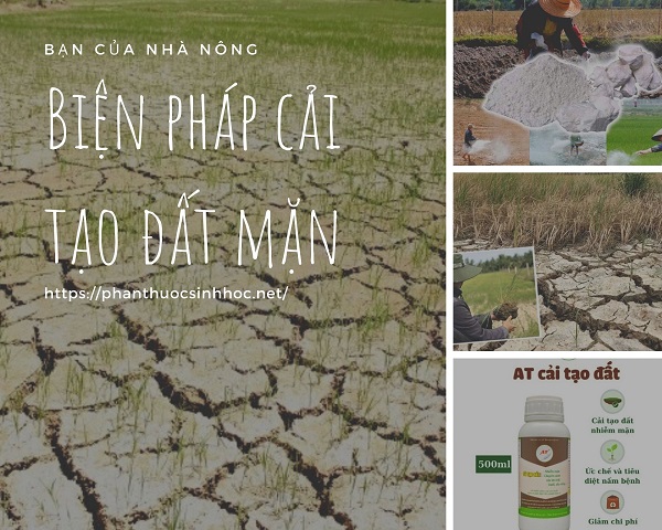 Top 4 biện pháp cải tạo đất mặn nhanh chóng và hiệu quả nhất - Phân thuốc sinh học Nông Nghiệp - G2B