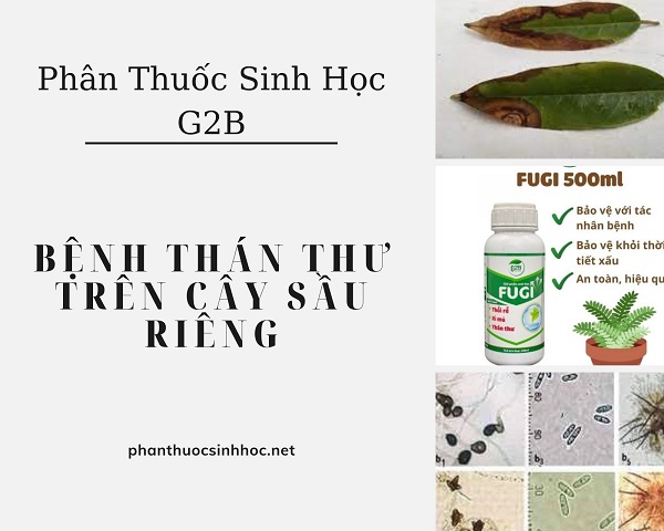 Bệnh thán thư trên sầu riêng có những biểu hiện như thế nào? Cách điều trị và phòng tránh? - Phân thuốc sinh học Nông Nghiệp - G2B