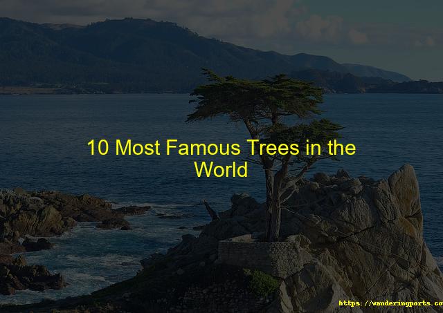 10 Most Famous Trees in the World - Wanderingports