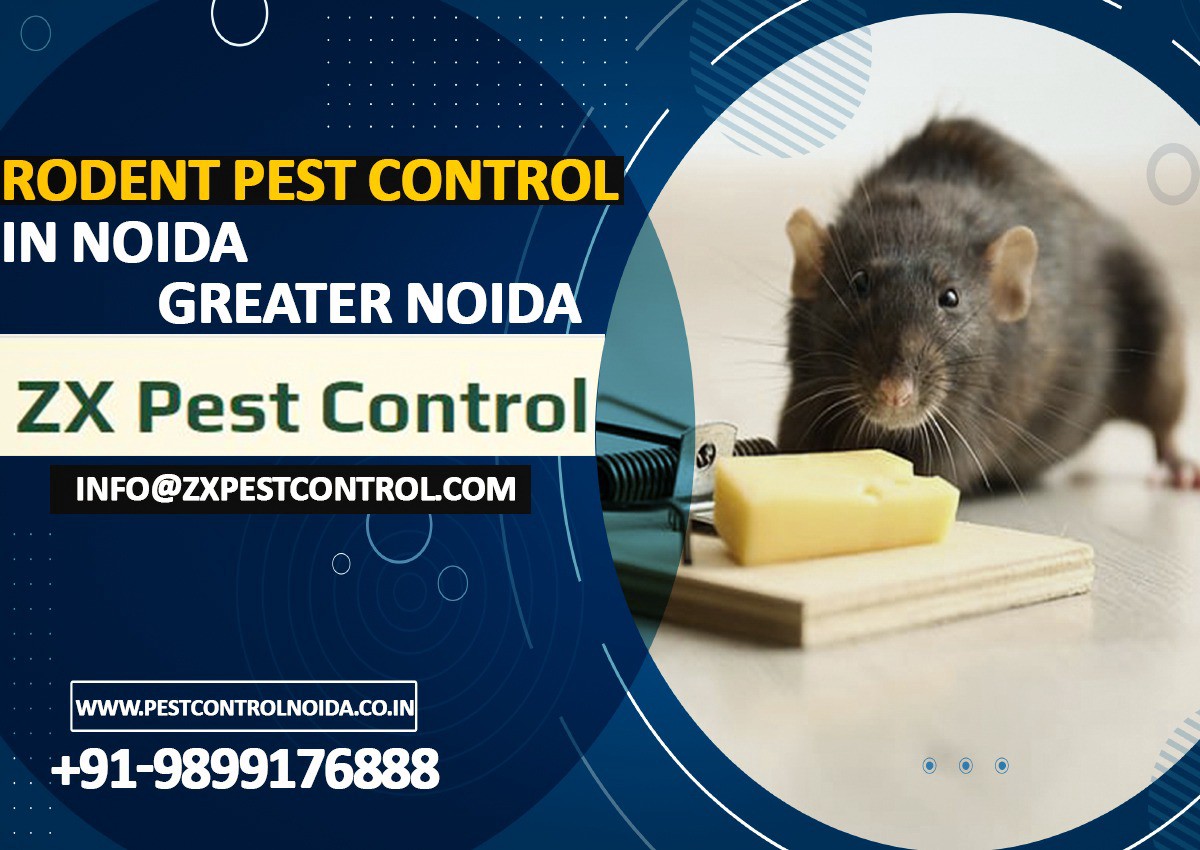 Your Ultimate Guide to Hiring a Rodent Control Service | by Pestcontrolnoida | Sep, 2022 | Medium