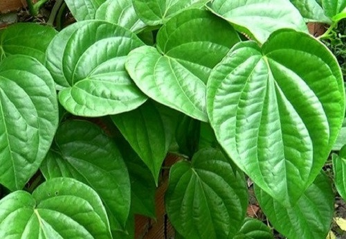 Cách chữa bệnh viêm đường tiết niệu tại nhà và một số lời khuyên