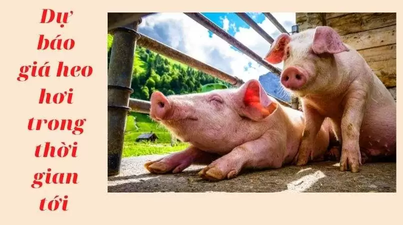 Dự báo giá heo hơi trong thời gian tới năm 2022