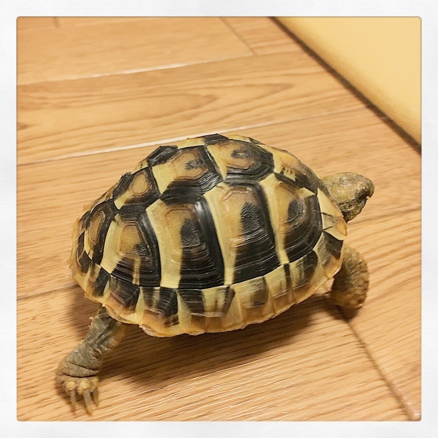 Hermann's Tortoise For Sale in USA | Tortoises Home