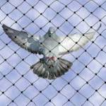 The Bird Net