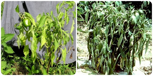 Tìm hiểu nguyên nhân gây bệnh héo xanh trên cây ớt - Phân thuốc sinh học Nông Nghiệp - G2B