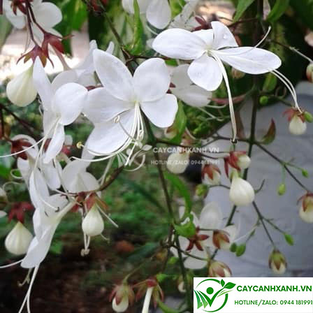 Cây dạ ngọc minh châu - Cây cho hoa trắng thơm mùa Tết về