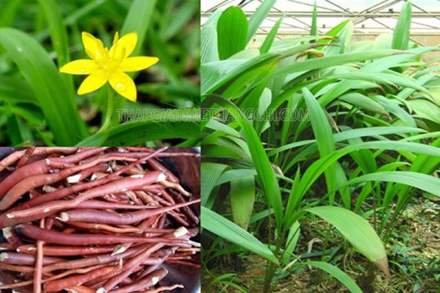 Sâm cau là gì? Tác dụng của sâm cau? Cách ngâm rượu