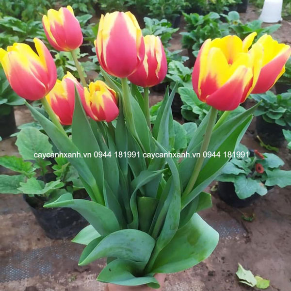 Hoa Tulip - Loài hoa nhiều màu sắc nở đẹp rực rỡ