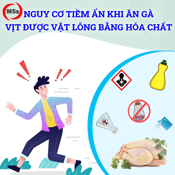 Nguy cơ tiềm ẩn khi ăn gà vịt được vặt lông bằng hóa chất