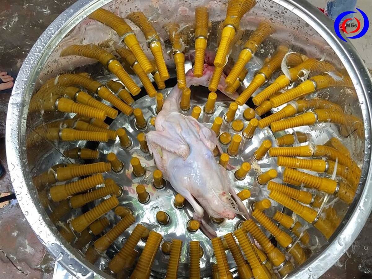 Tư vấn chọn mua máy vặt lông gia cầm chính hãng, giá rẻ: Thiết bị M5s