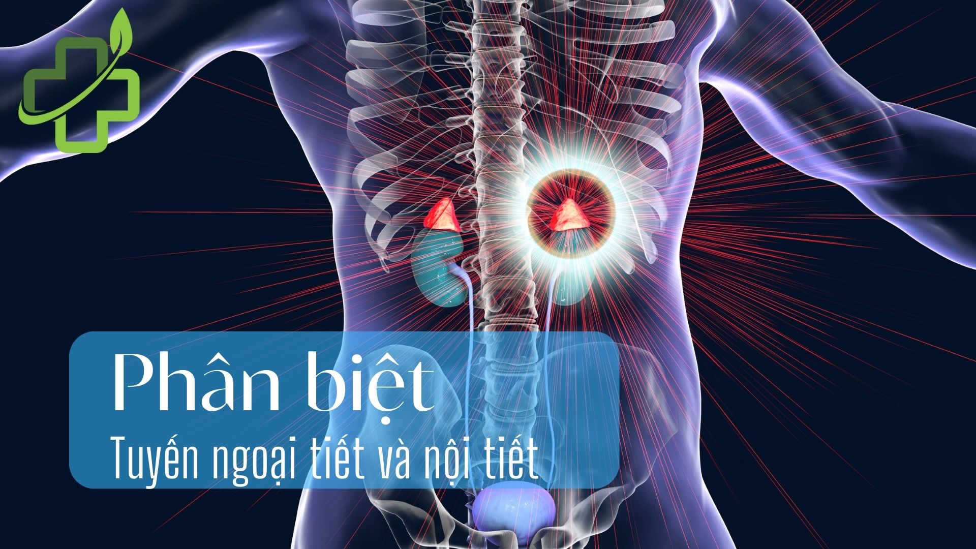 Phân biệt sự khác nhau tuyến nội tiết và tuyến ngoại tiết 