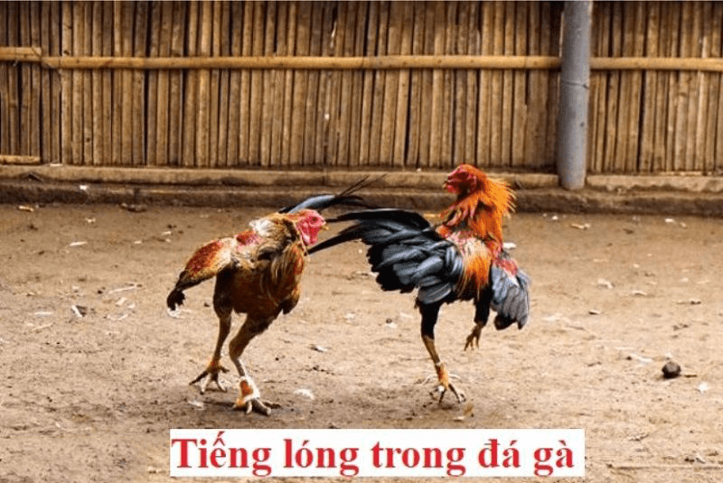 Những tiếng lóng trong đá gà mới nhất mà các sư kê cần biết