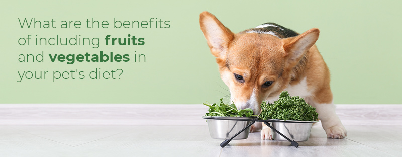 Benefits of Fruits and Vegetables in Pet Food - Seatarra Ingredient Alliance