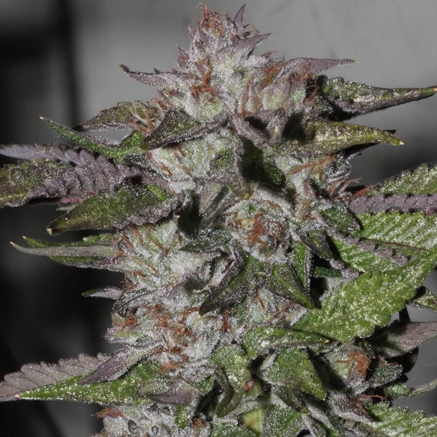 Blueberry Kush Feminized Seeds Online | OldSchoolBa