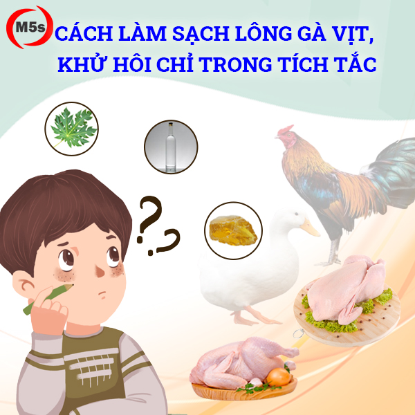 Cách làm sạch lông gà vịt, khử hôi chỉ trong tích tắc