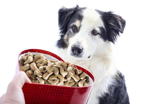 Can Dogs Eat Cashews? Are Cashew Nut Bad For Dogs?