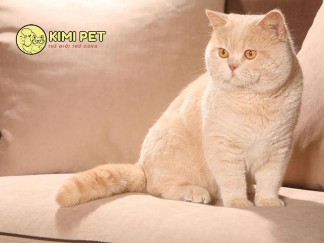 [Bật mí] Mèo Anh lông ngắn giá bao nhiêu #MỚI NHẤT #2022