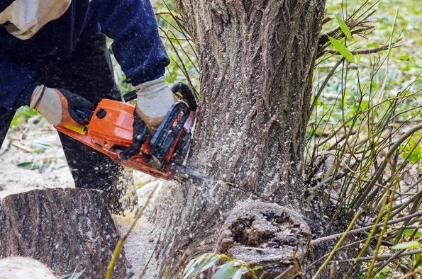 Essential Tips For Hiring Tree Removal Services In Utah
