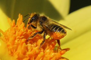 Bees Pest Removal Armadale | Bee Control Service Armadale