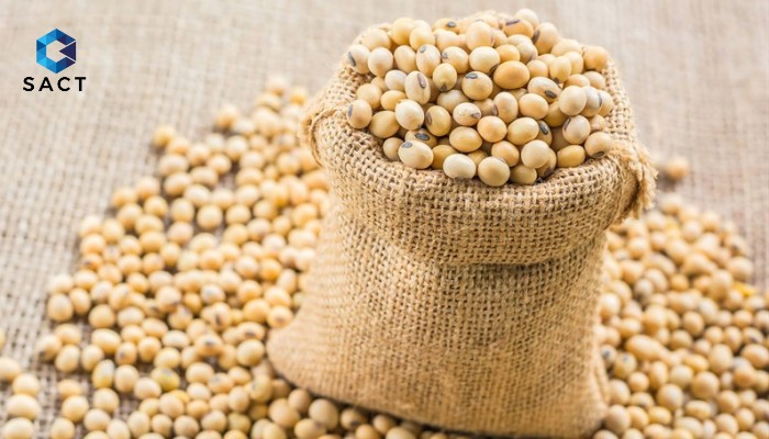 Tất tần tật về đầu tư đậu tương mà người tham gia cần phải biết