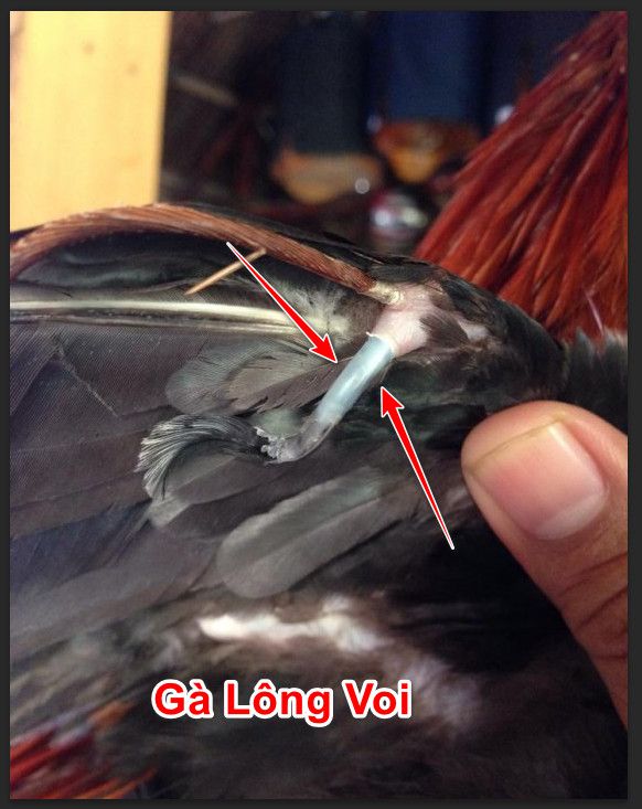 Gà lông voi là gà gì? Có nên nuôi gà chọi lông voi không?