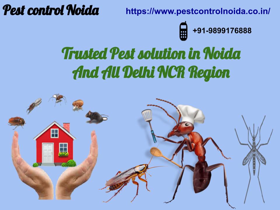 Best Offer - Trusted Pest solution in Noida - Classified Ads Shop