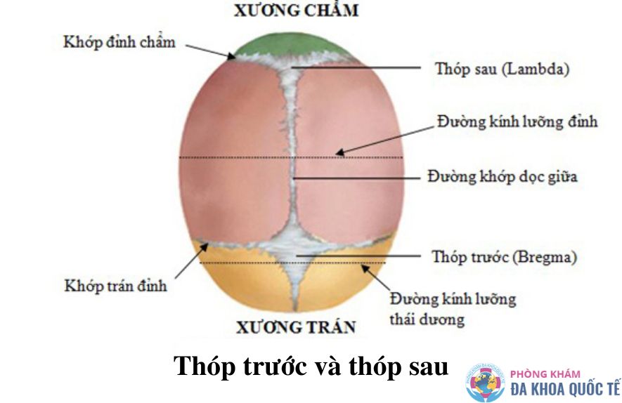 Đường kính lưỡng đỉnh là gì? Chỉ số đường kính lưỡng đỉnh bình thường 